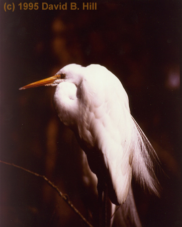Egret, Florida (c) 1995 David B. Hill