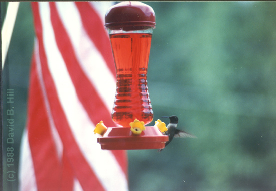 Hummingbird, Woodstock, GA (c) 1988 David B. Hill