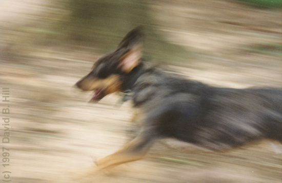 Running Dog (c) 1997 David B. Hill