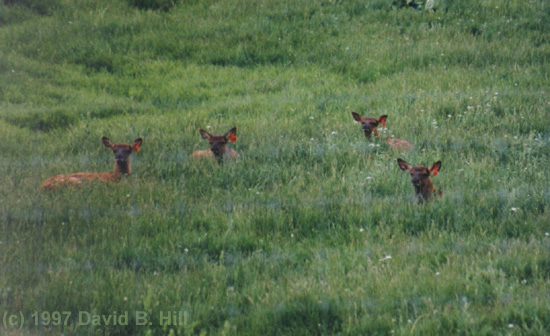 baby elk in the grass (c) 1997 David B. Hill